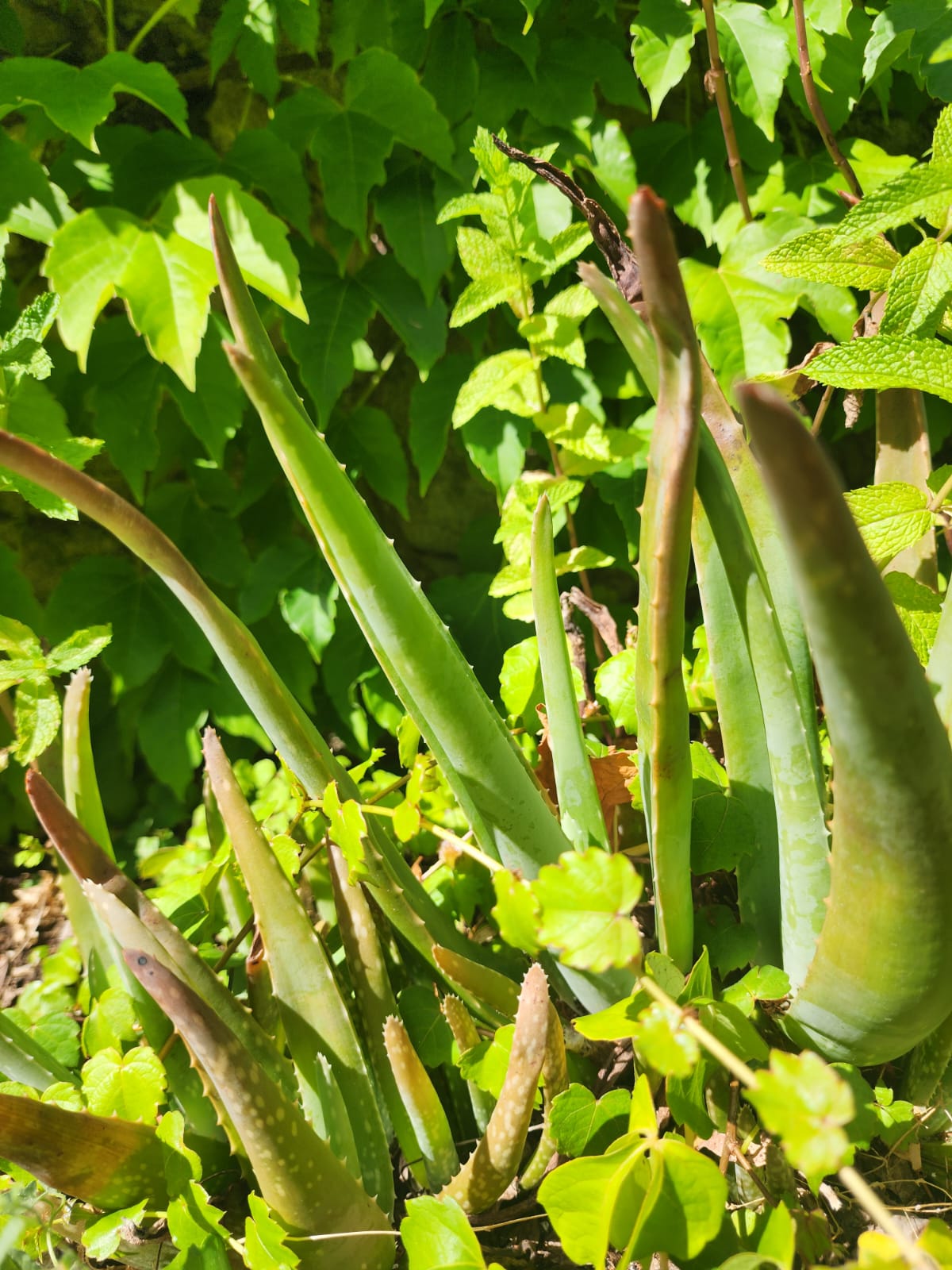 aloe vera casa patio del vino 