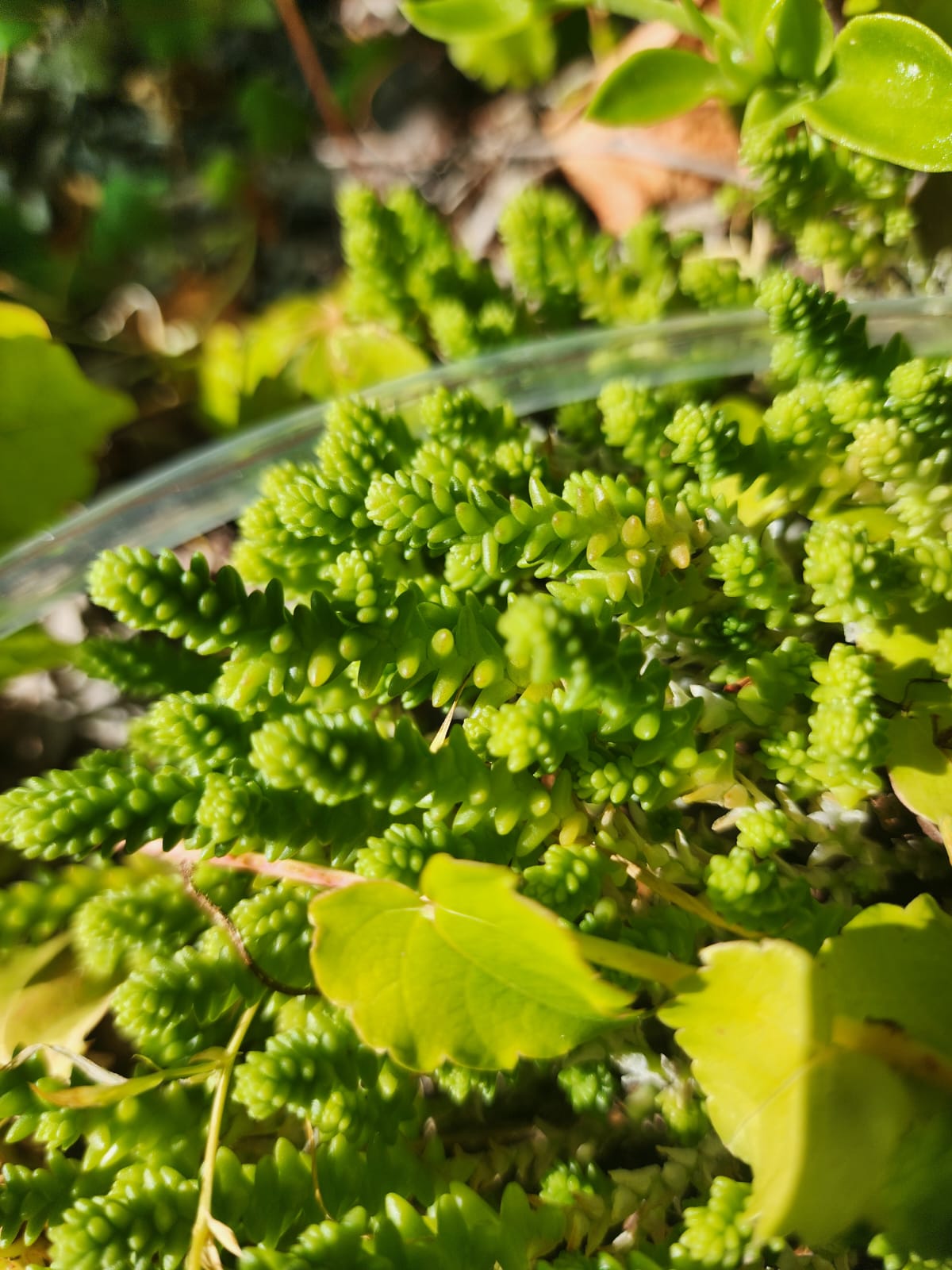 sedum acre casa patio del vino
