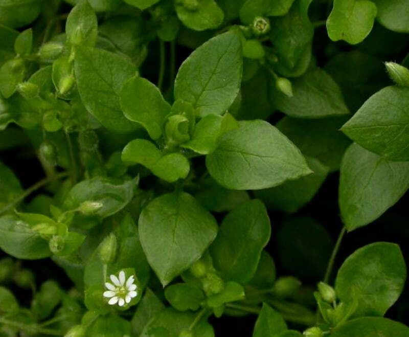 stellaria-media