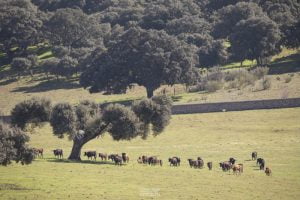 Campo charro