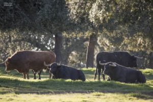 ganaderia de toro bravo