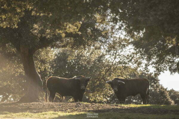 toro bravo 1