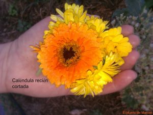 propiedades de la calendula